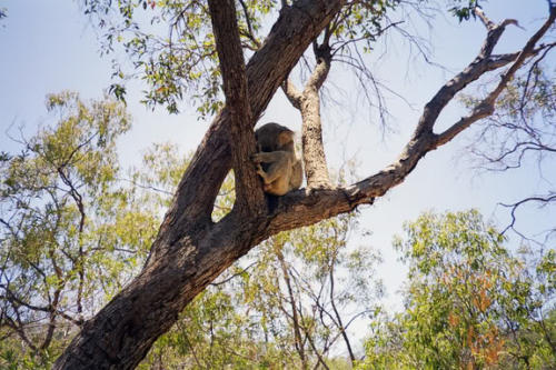  Wilde Koala